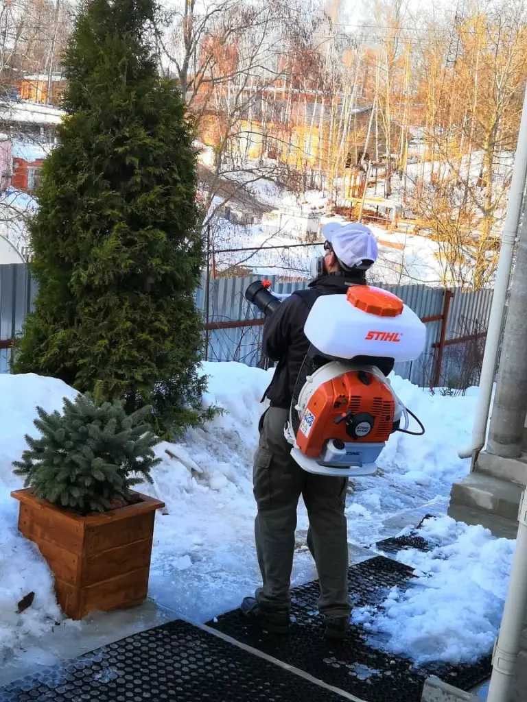 хвойники