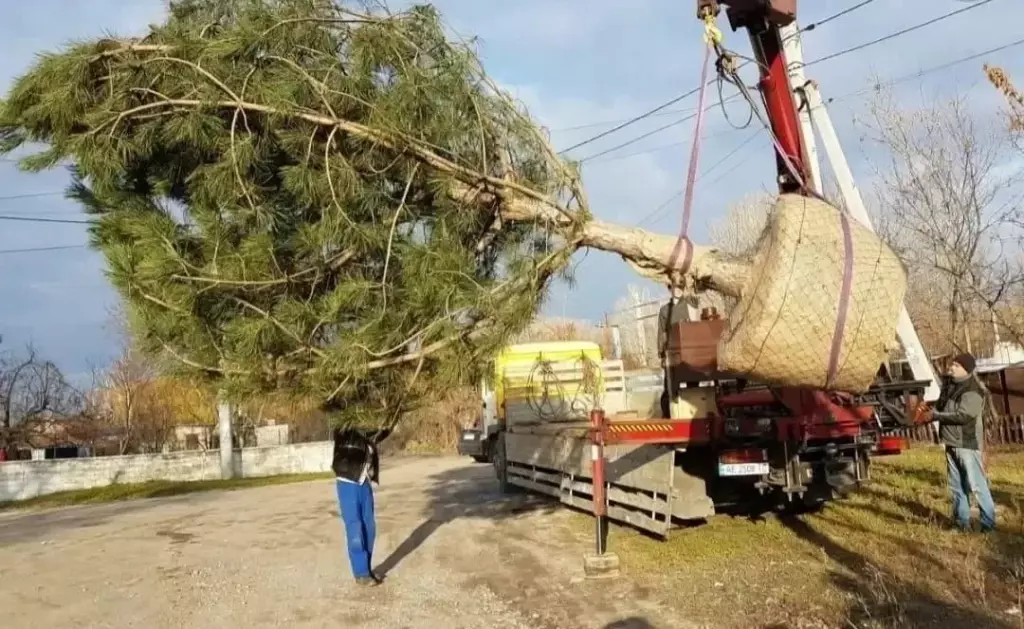 В питомнике "Зеленый ПоСад" теперь есть крупномеры!