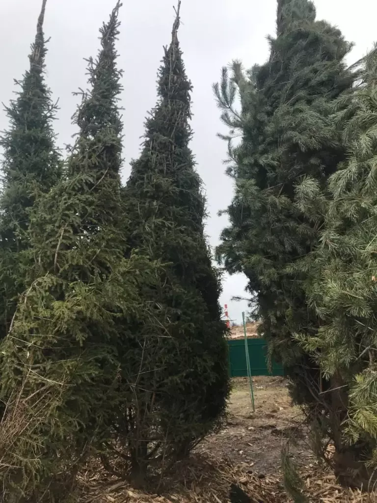В питомнике "Зеленый ПоСад" теперь есть крупномеры!
