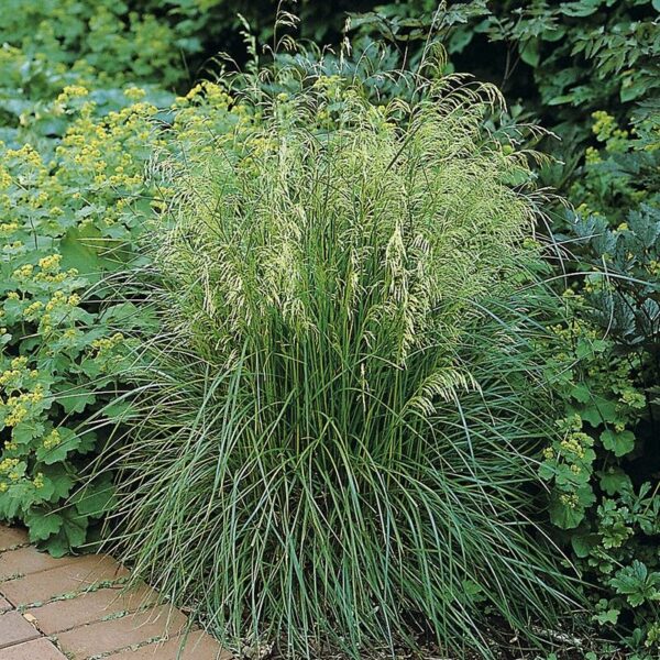 Луговик Тардифлора (Tardiflora)